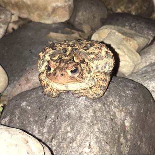 Fat Toad